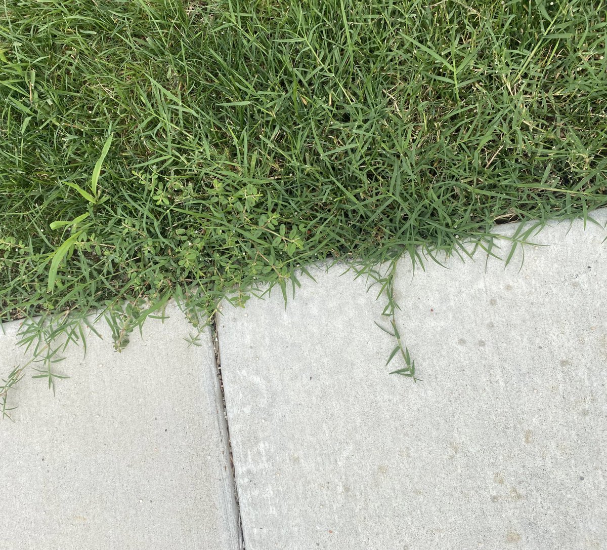 TurfSpartanLord's tweet image. West MI Bermy ✅

Pop up Thunderstorms 🌩️ 

Brats w/Grilled Sweet Onions, Ketchup, &amp;amp; the Yellow stuff. 🙄

Big Mondays here in the #MittenState 
#WeedSZN #RoadConstruction 
@AdvancedTurf is here for it ALL!!!