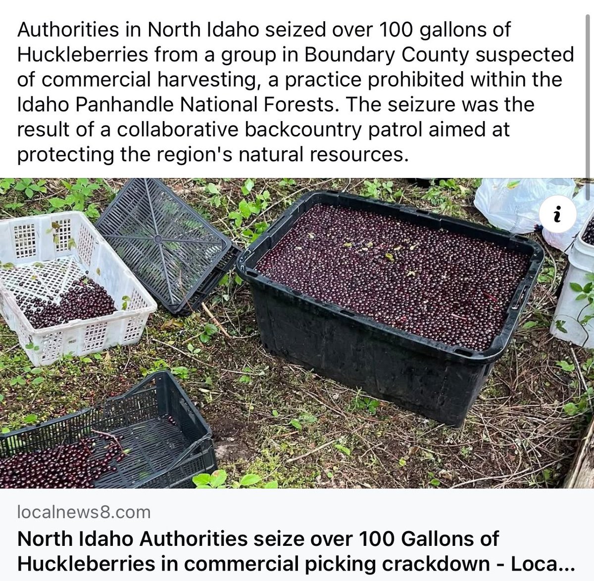 JimRoland15's tweet image. The comments on this are a great metric for true locals and transplants. The transplants are mad at the authorities for trampling on people’s “freedom”, the locals want to see the pickers strung up (metaphorically).
Huckleberry picking is a sacred pastime to Idaho natives.