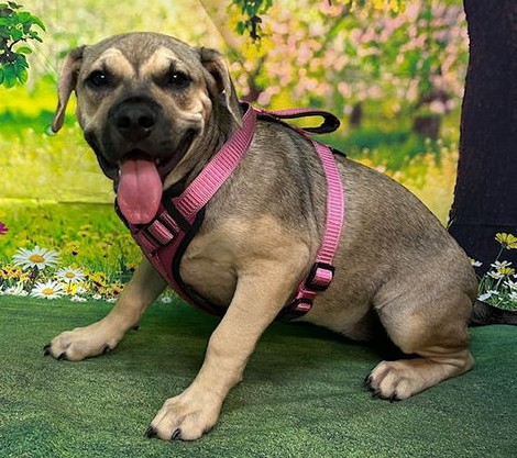 Meet Saki, our Pet of the Week with the Humane Society of Elmore County! Sponsored by My Montgomery Vet! More information and photos are available at WLWI.com