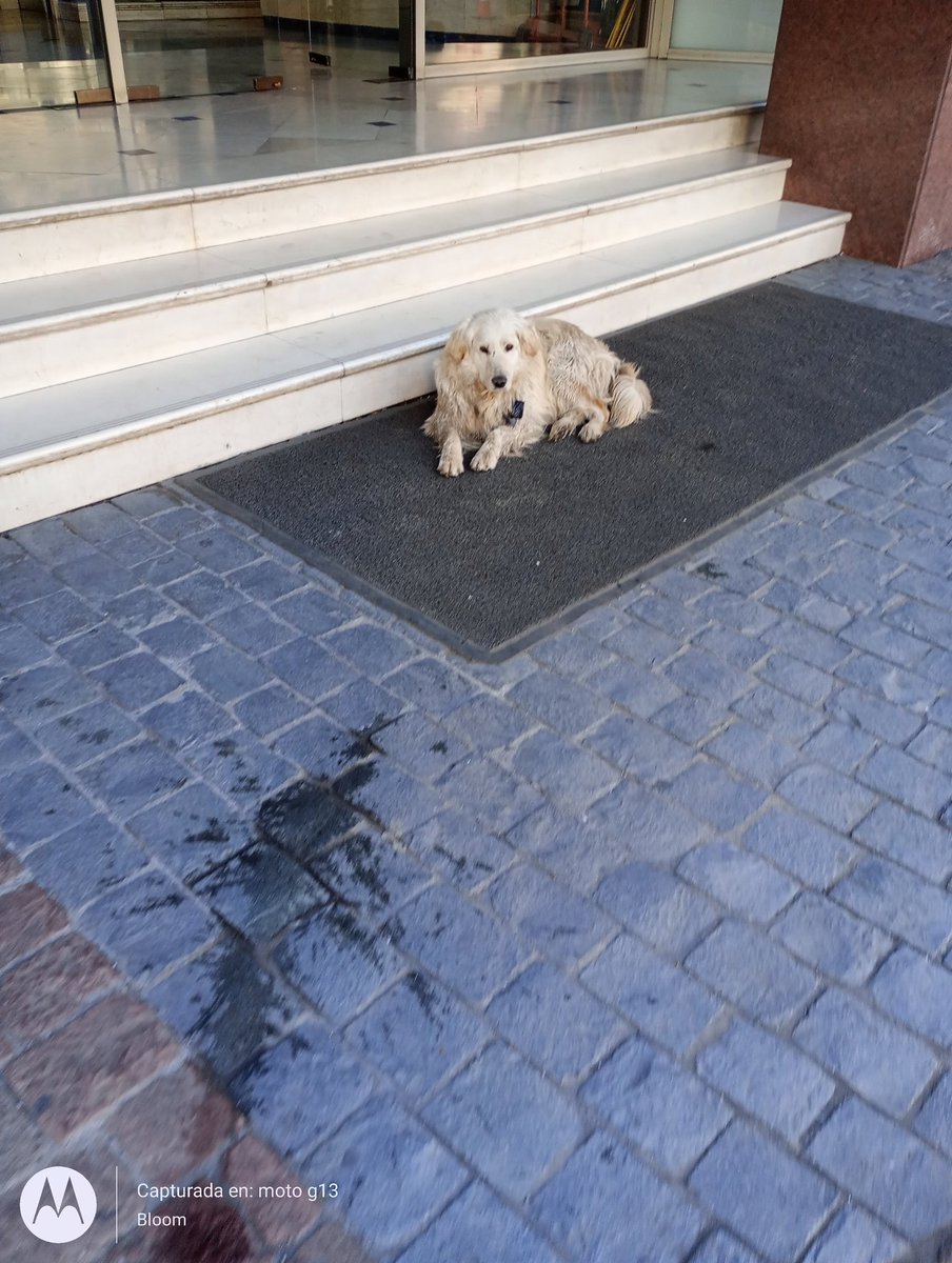 Ayuda este perrito está en el edificio "Euro Office" en Av Vitacura #3568 
Casi lo atropellan, debe ser de alguien.
Por favor ayúdenme a subir a SOSAFE. 😭😭😭💔💔💔💔 #Vitacura #MascotasPerdidas #PerrosPerdidos #Perros #SantiagodeChile
