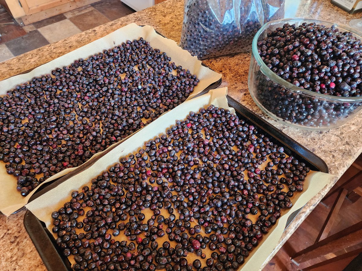 Picked 5gallons just this weekend.. freezing some, canning pie filling, making jam, drying🫐

The goal is to not have to buy fruit.. reducing my bills even more💸