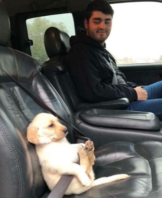 Puppies πΆ (@puppiesiover) on Twitter photo  Puppies πΆ (@puppiesiover) on Twitter photo