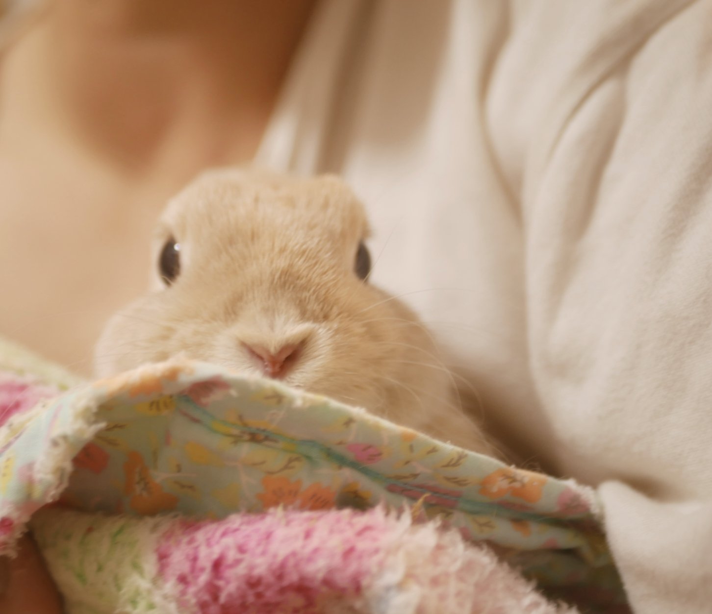 ヒノキのうさぎ様 うさぎのひのき🌳 Hinoki bunny (@hinokiusa) / X