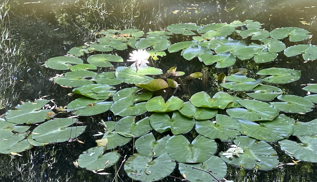 kynohy's tweet image. Water lily