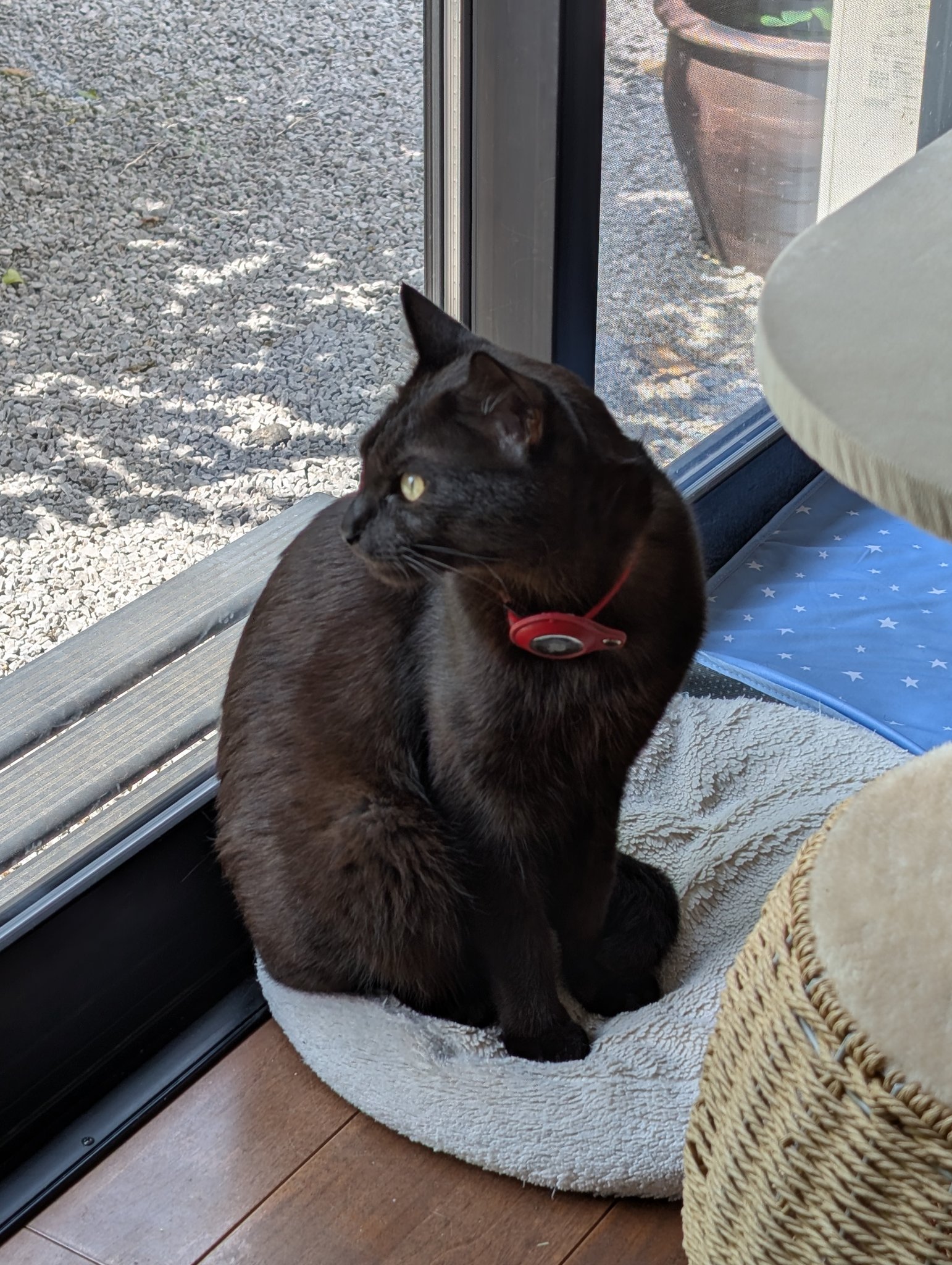 黒猫 鳥猫 on X: