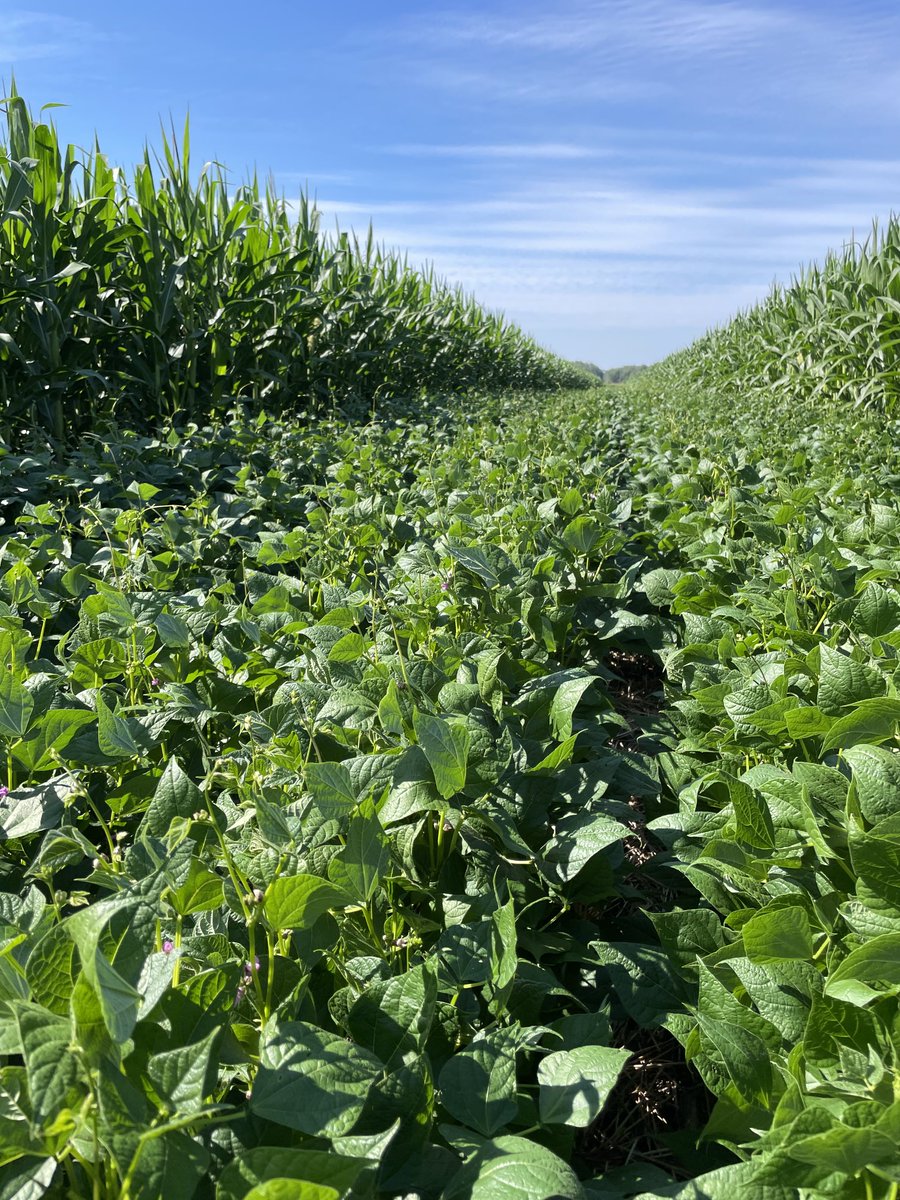 This years experiment black beans strip cropped between  corn. So far it looks promising with just a few pigweed escapes. It is more challenging than strip cropping corn and soys