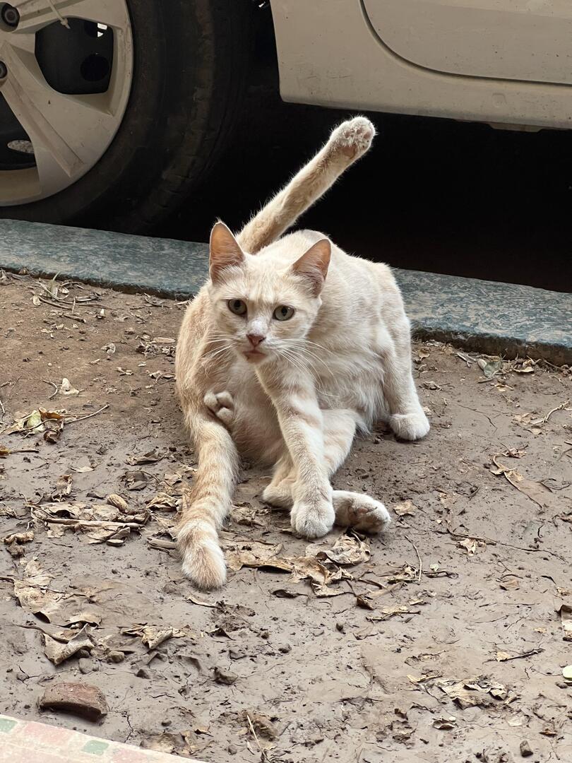 HmmmNiceee's tweet image. 3 balled cat?