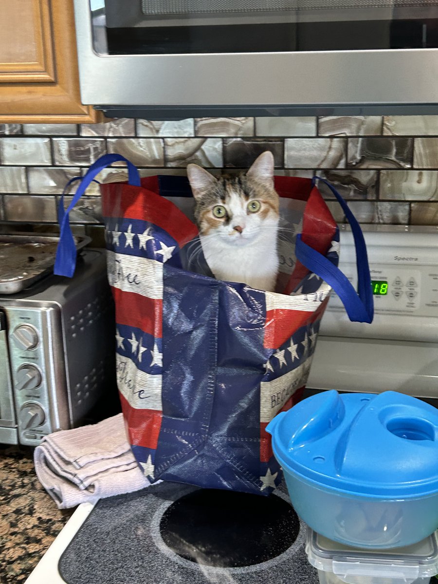 So I got home with a full bag of Fancy Fiest wet cat food for my new feral kitten I crawled into a dumpster to save.  She wasted NO time in showing me that bags and boxes are going to be fun to get in 🤣😍🤣