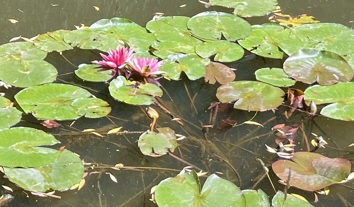 kynohy's tweet image. Water lilies