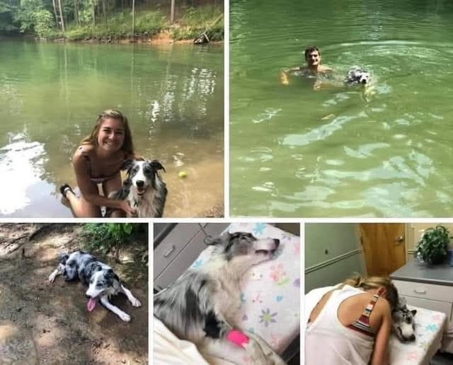 For PET OWNERS that take their dogs to lakes and creeks, please read this warning from Morgan &amp; Patrick Fleming.
This morning we thought, it’s so hot! Let’s go to the lake! We took our sweet Arya to the lake and had the best day playing ball and swimming around! About 30 minutes