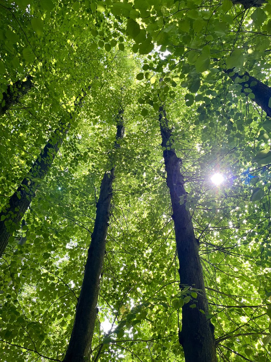 kynohy's tweet image. The Sun