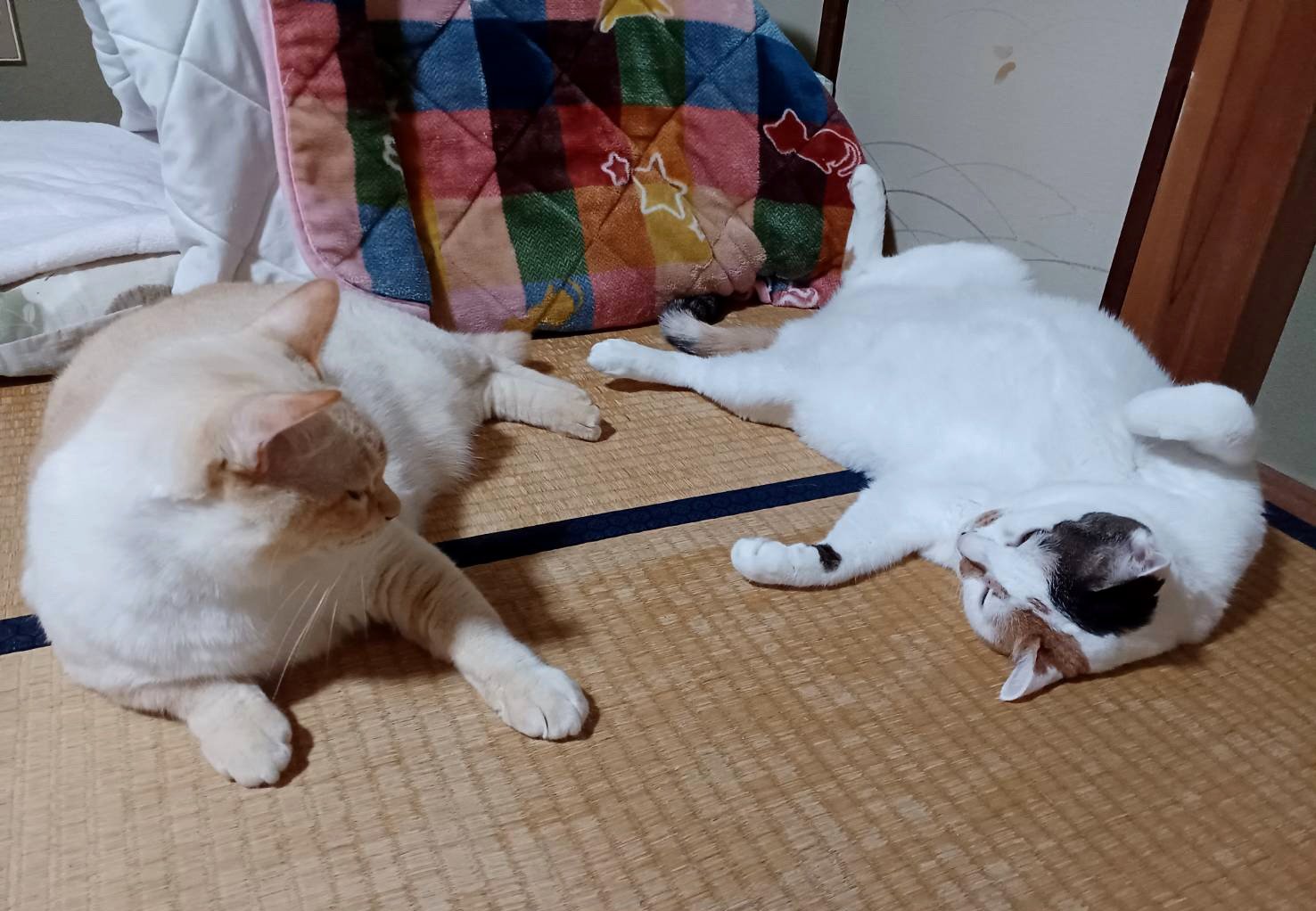 Posts with replies by 老(=^・・^=)と婆ぁの生活