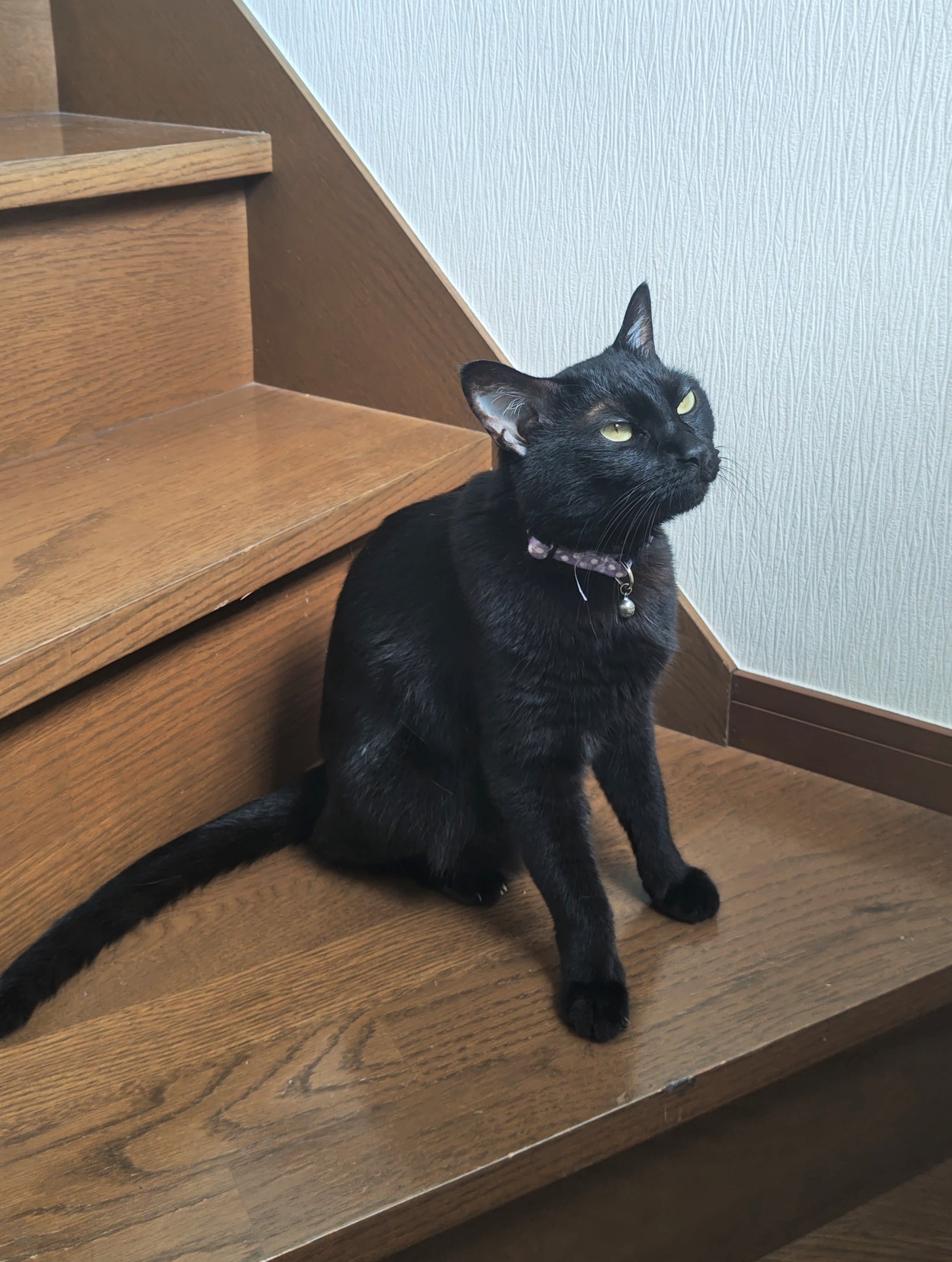 ロオレライ　パストラーレ　陰陽座　黒猫  [貴重] [入手困難] Amazon.co.jp: ロオレライ パストラーレ 陰陽座 黒猫 貴重