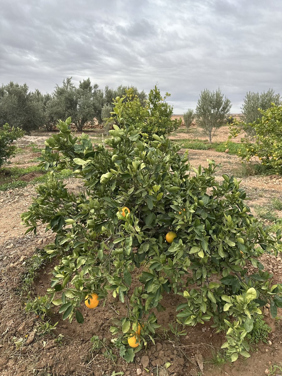 morrcta's tweet image. miss gardening with my uncle out in his field