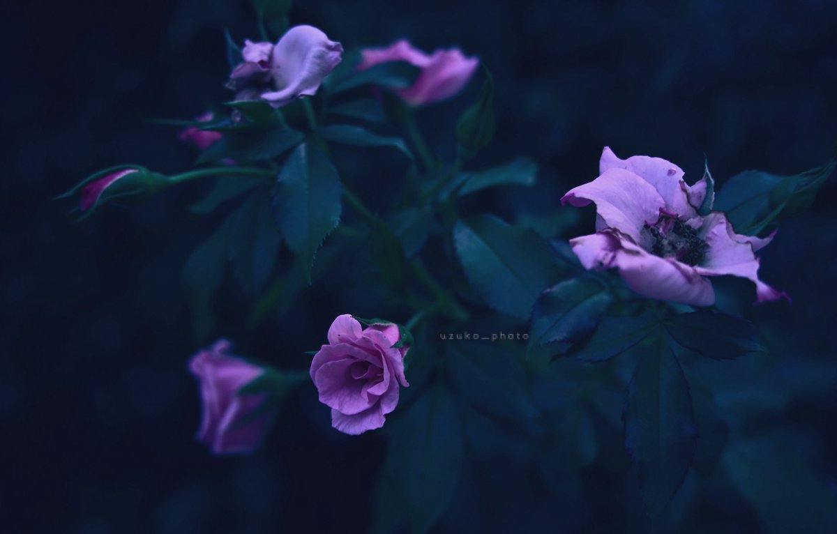 uzuko_photo's tweet image. 