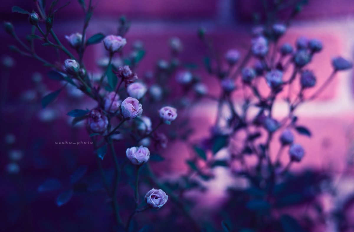 uzuko_photo's tweet image. 