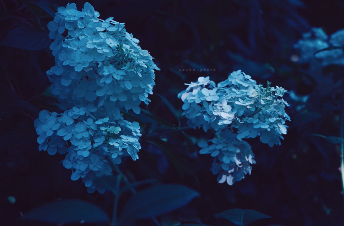 uzuko_photo's tweet image. 