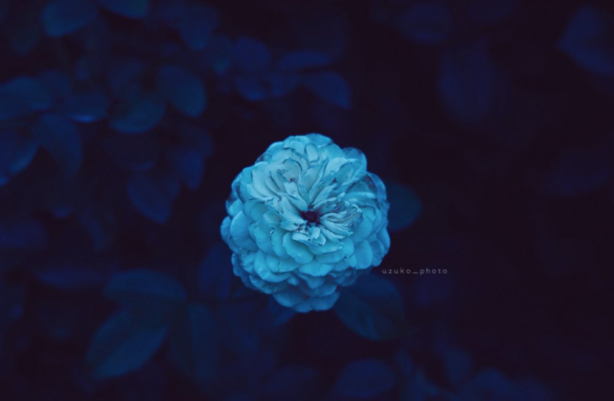 uzuko_photo's tweet image. 