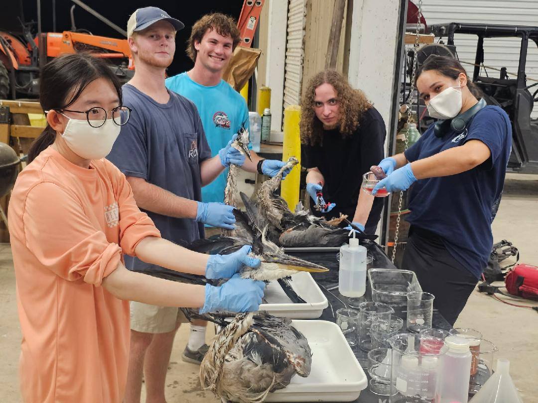 #MGA biology students spent their summer working with the Georgia Department of Natural Resources to survey parasites in South Georgia. 🔬🐊🦆
