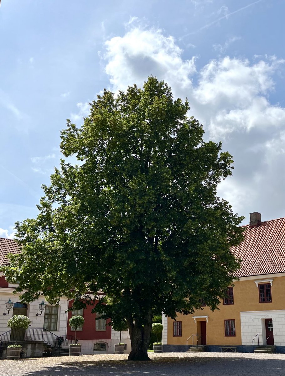 kynohy's tweet image. A tree
