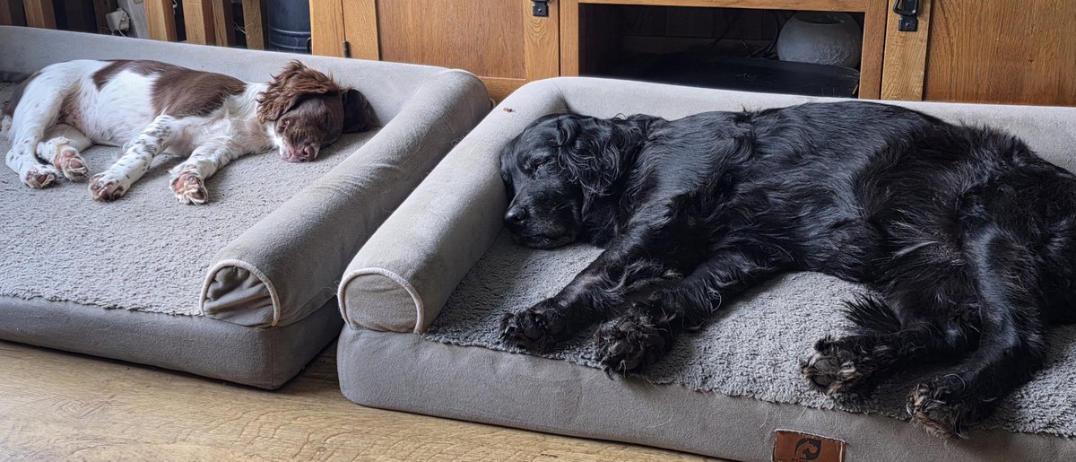 SpringerSaint's tweet image. The youngest and oldest snoozing in perfect harmony 💤💤💤