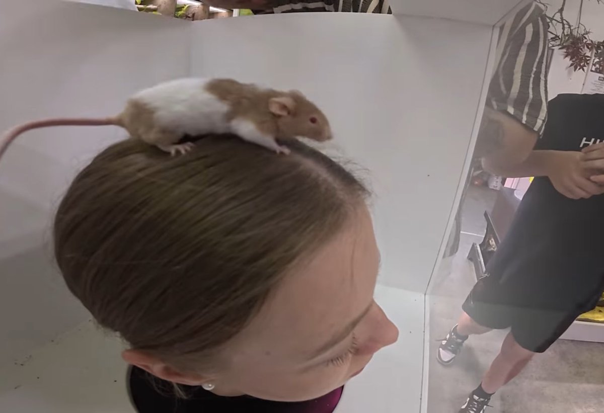 vxmysza's tweet photo. piękna jestem co nie #mortalcio https://t.co/3LfEP5TSjE