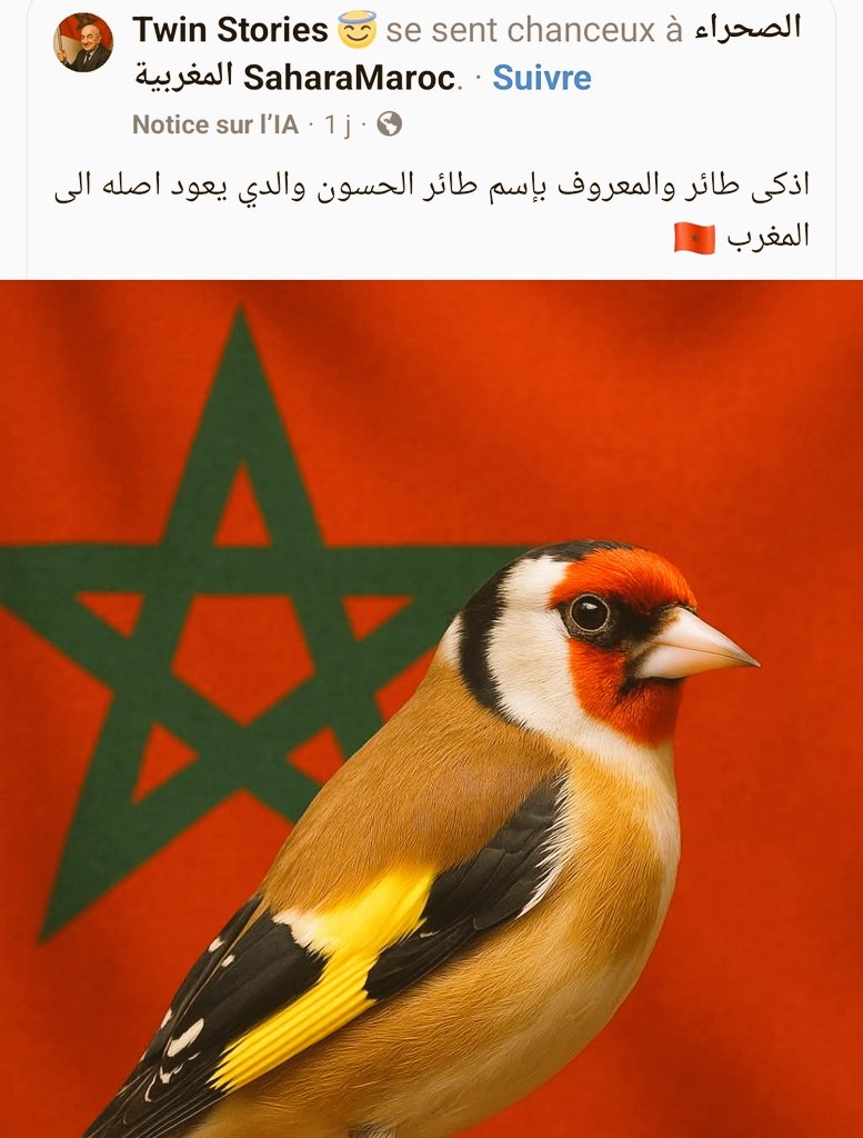 IZenaf's tweet image. Le chardonneret est d&apos;origine marocaine désormais.