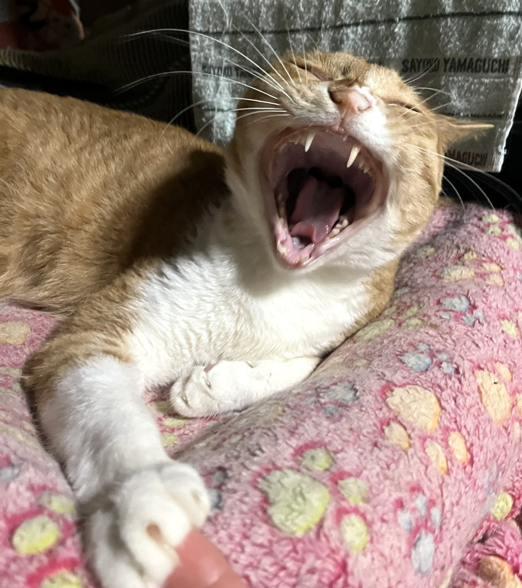 猫の時間　松波照慶　M8号　縦　かわいいネコちゃん　油彩画　4匹の猫　松波画伯 猫の時間 松波照慶 M8号 縦 かわいいネコちゃん 油彩画 4匹