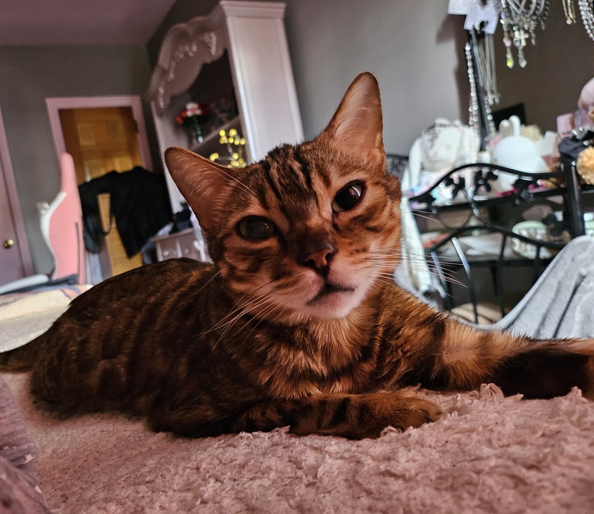 auwagf's tweet image. My baby passed away today. I miss you so much and i feel its not fair how swift and violent your decline was... you were too young to die and things won't be the same without you. I hope I can see you again some day pebbles. Rest well my baby 🩷