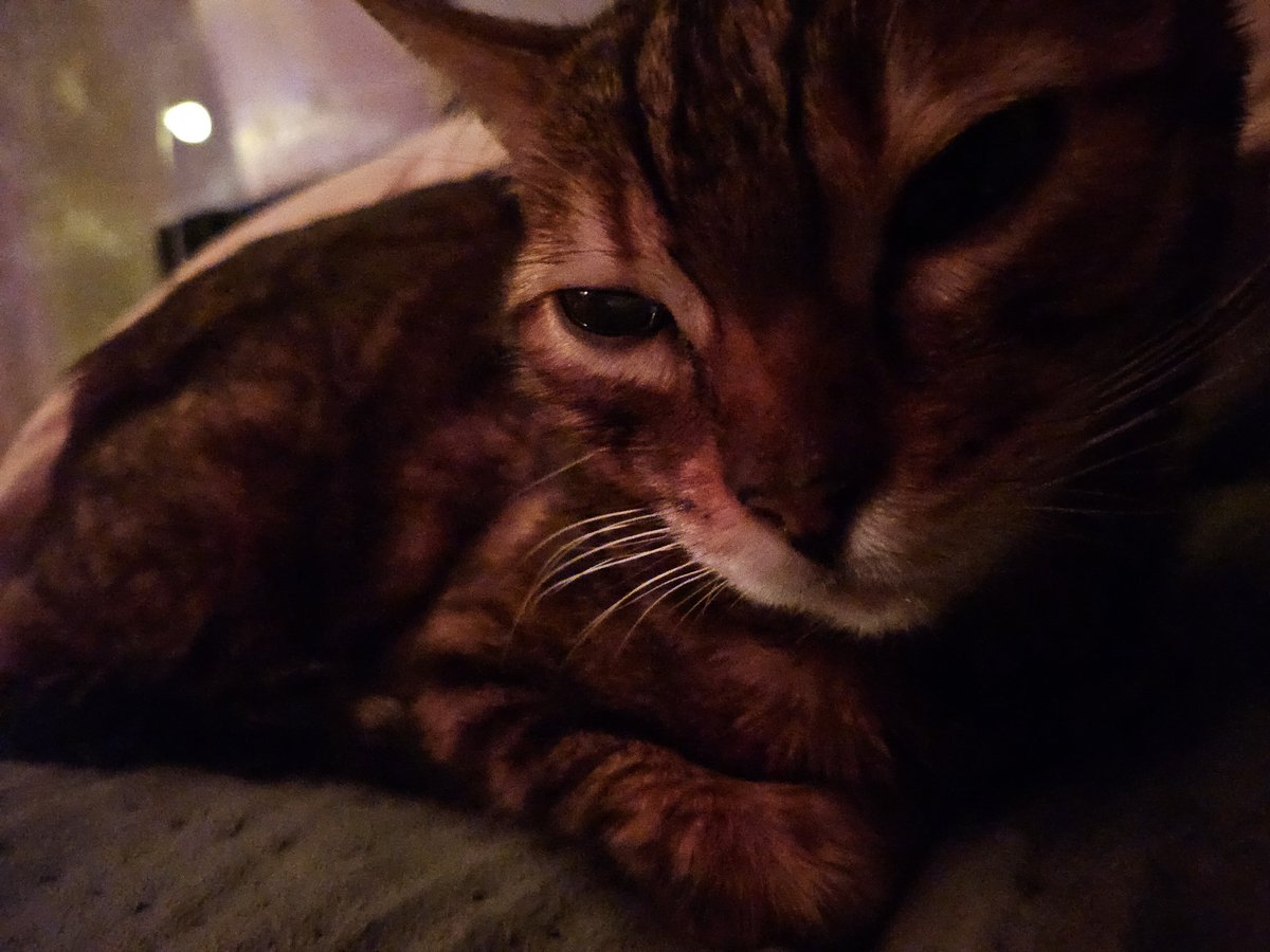auwagf's tweet image. My baby passed away today. I miss you so much and i feel its not fair how swift and violent your decline was... you were too young to die and things won't be the same without you. I hope I can see you again some day pebbles. Rest well my baby 🩷