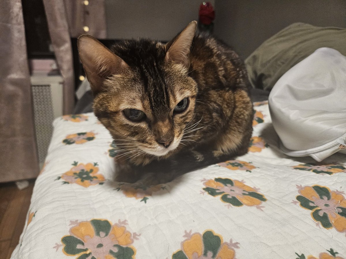 auwagf's tweet image. My baby passed away today. I miss you so much and i feel its not fair how swift and violent your decline was... you were too young to die and things won't be the same without you. I hope I can see you again some day pebbles. Rest well my baby 🩷