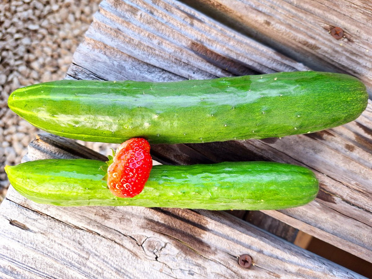 ただいまおはようおかひじき☘️
今朝の収穫🥒🫑🍅🍓
今朝も🫑が爆なりでした 笑
7/12に植え付けた秋キュウリがもうなってるんだがΣ(･ω･ﾉ)ﾉ
隠れてLLサイズになってた💦
めっちゃでかい〜ꉂꉂ(◉ᗜ◉)
キュウリは7本🥒

現在    夏キュウリ 248本目🥒
            秋キュウリ       1本目🥒