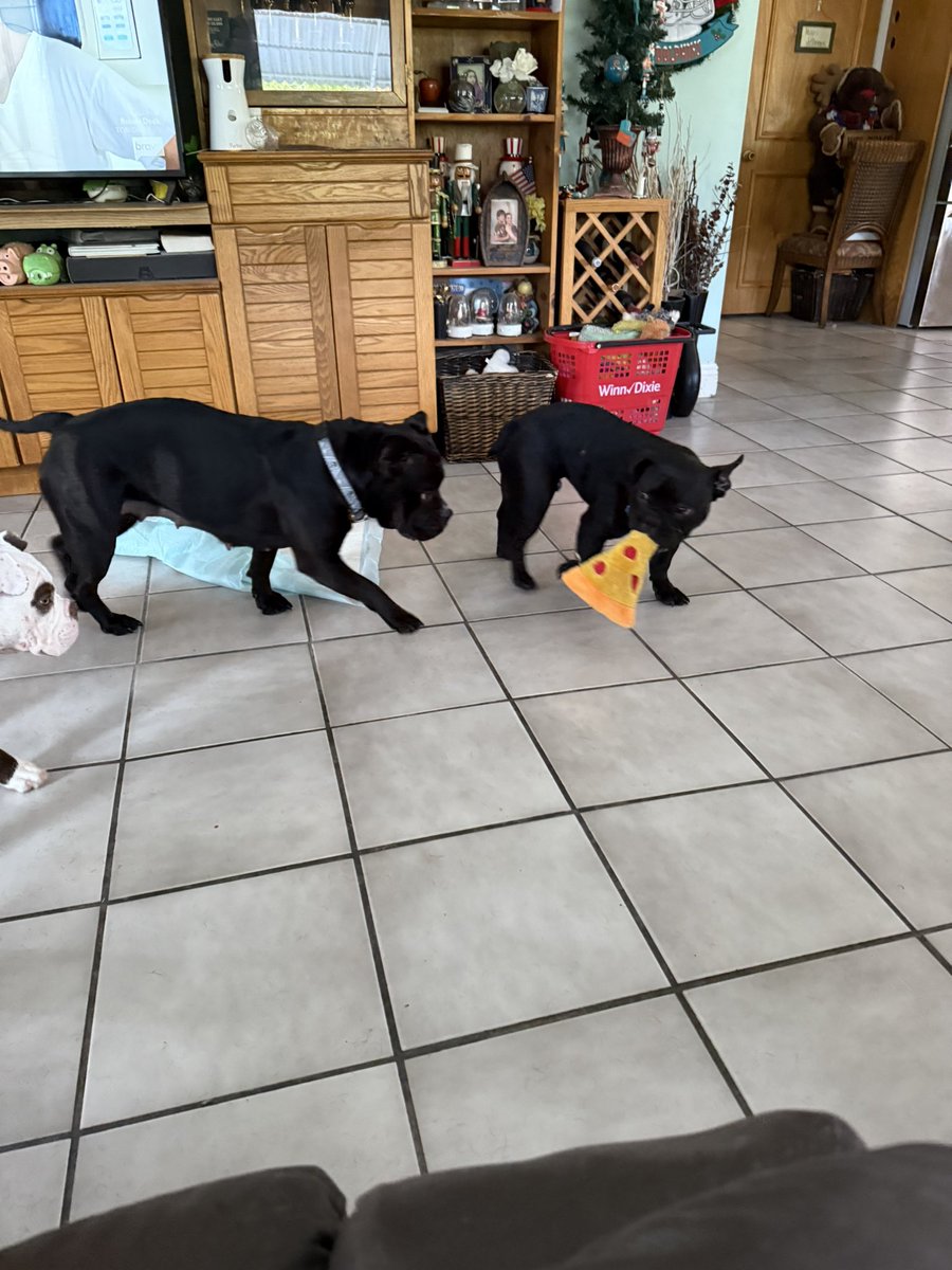 Capt has obviously been sneaking in new dog toys. Sammy just walked in with a pepperoni pizza toy! Evidently 4 baskets of toys is not enough for our pack.