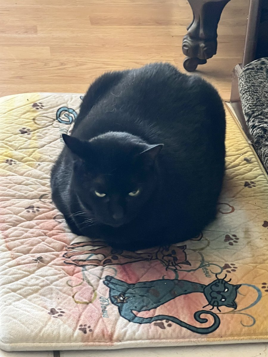 Skittles, Lone Wolf, &amp; Sabre are sending all of our Twitterverse Furrends some nice warm Loaves this #KittyLoafMonday 
😺🍞💖🏡
We have filled them all with lots of Peace, Love, and Happiness 
☮️💖😺
#CatsOfTwitter 
#Purrs4Peace