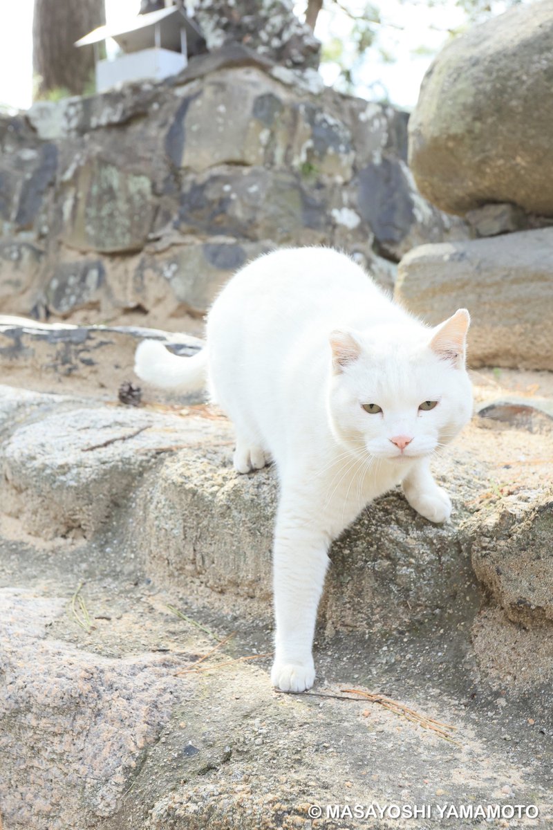nekoiroiro's tweet image. よろしくおたのもうします。