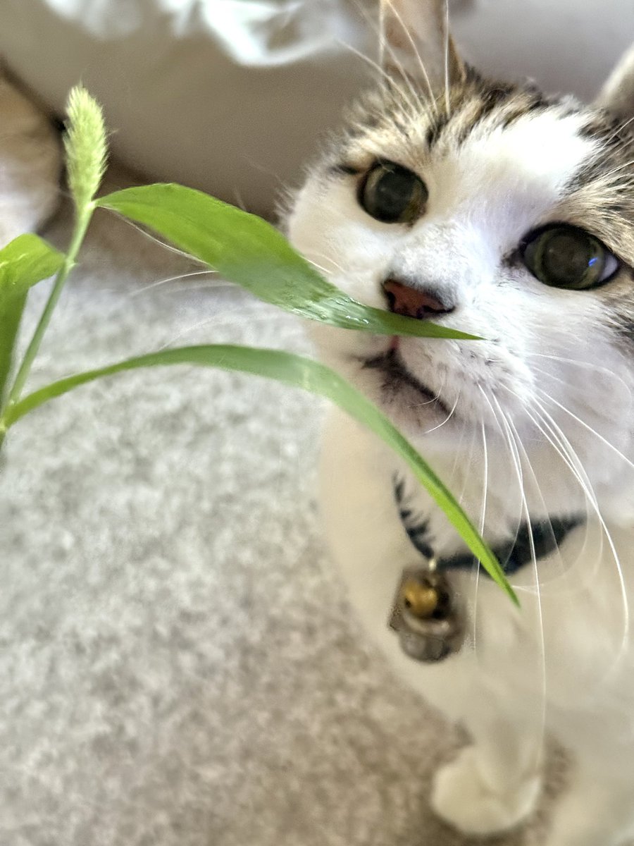 chirinote's tweet image. おはよーございます☀️

＼あなたしか見えない／
#ねこのいる暮らし