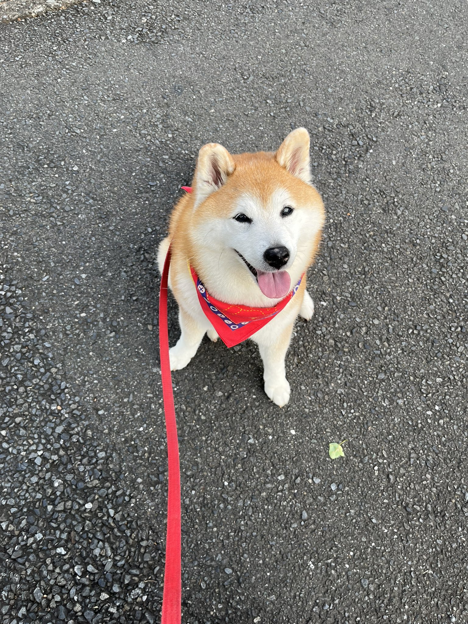ちゃんまる 祥&柴犬のまるちゃん on X: 
