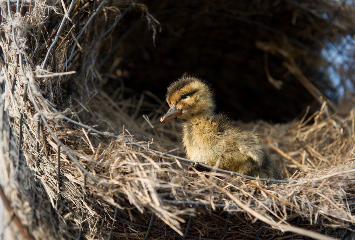 Delta applauds the introduction of the HEN Act (Habitat Enhancement Now) in both chambers of Congress. This bill would provide $3.5 million annually for 5 years to fund Hen House nesting structures and duck nesting habitat in California.

Read more: deltawaterfowl.org/whats-new/news…