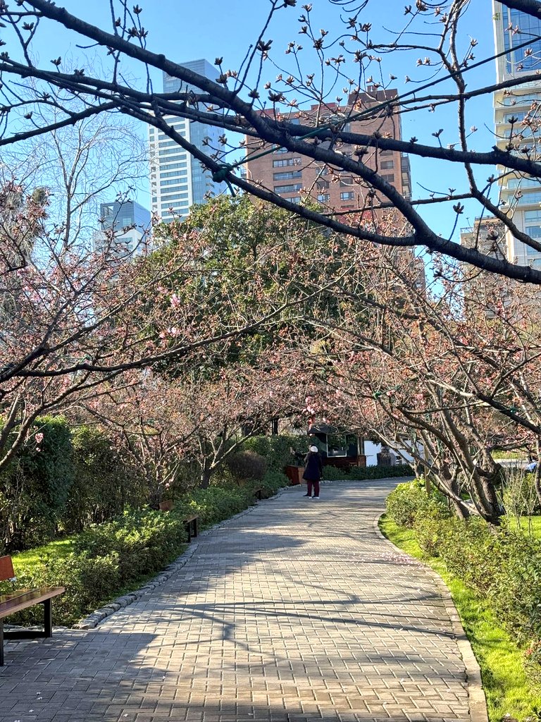 #BuenLunes 
Disfrutando de la Floración de los Cerezos 🌸💮🌸 
#SAKURA