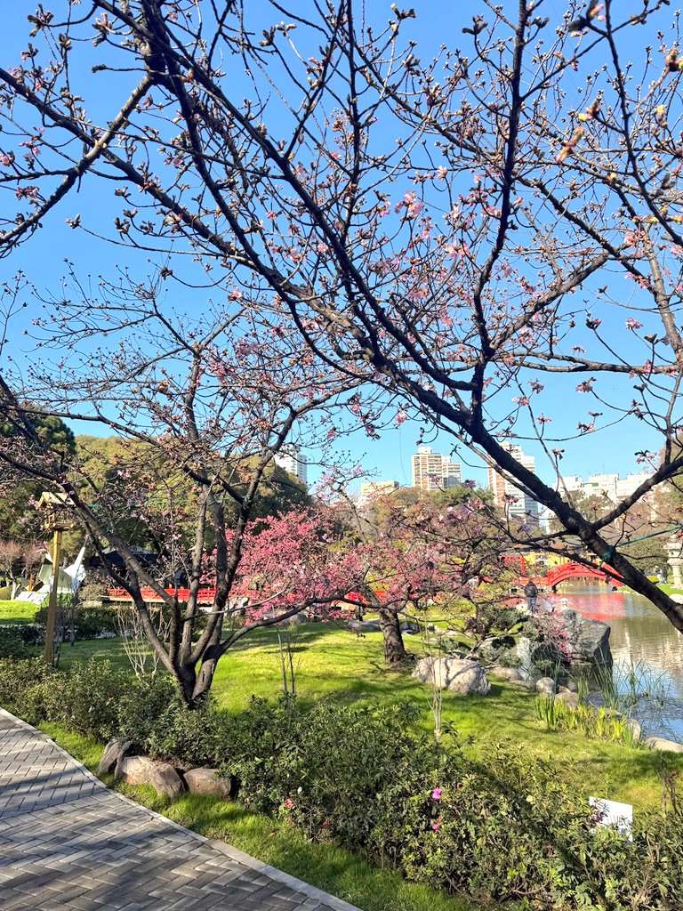 Jardín Japonés 日本庭園 tweet media