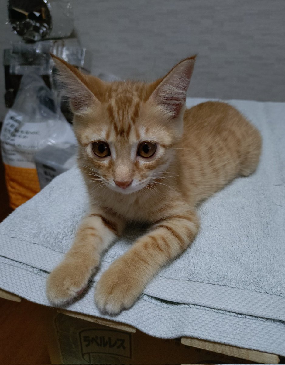 ネコちゃん（トラ猫） 茶トラ猫のななちゃん 𝕏 (@kYj8Qso9BoH58ib) / X