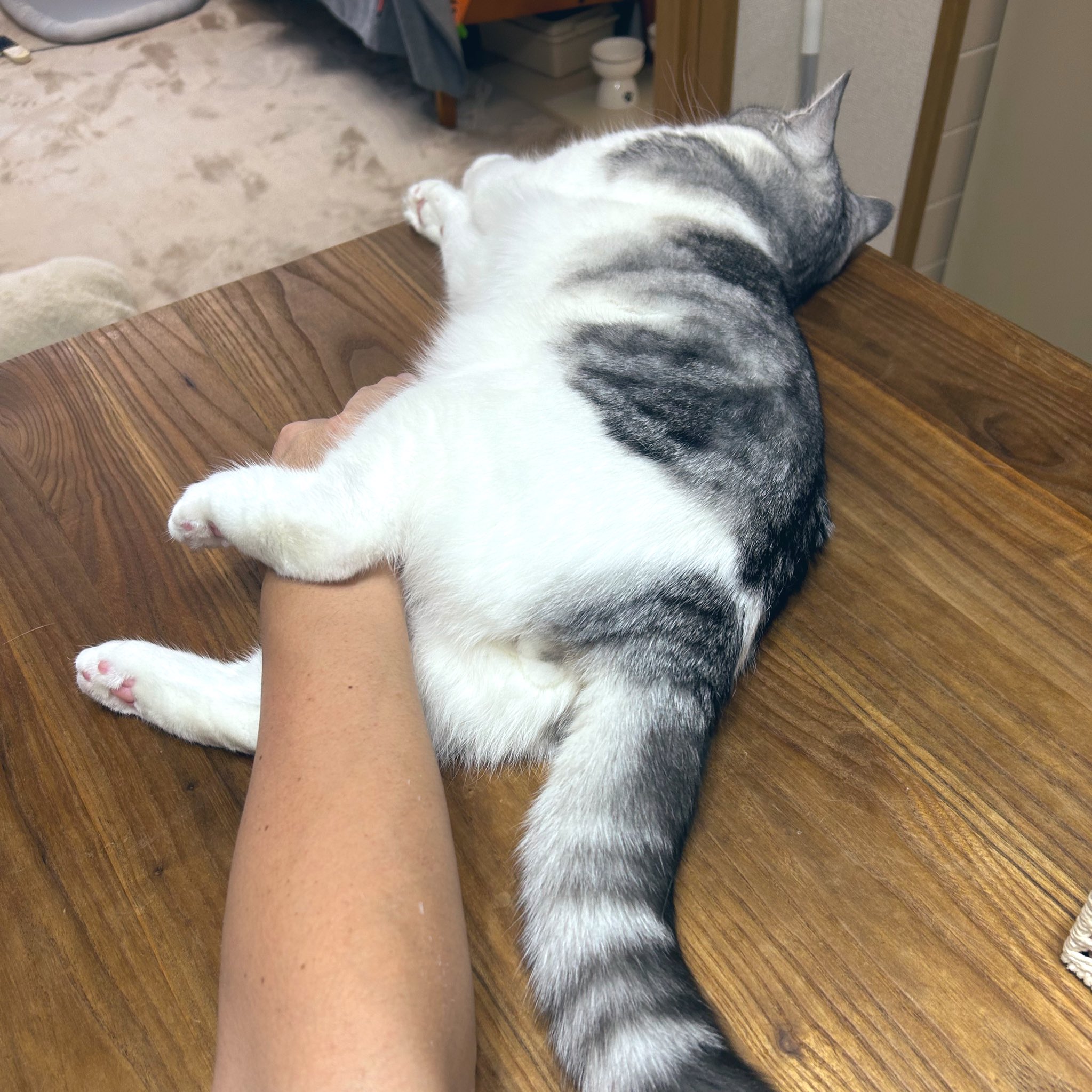 ねこ - Search / X