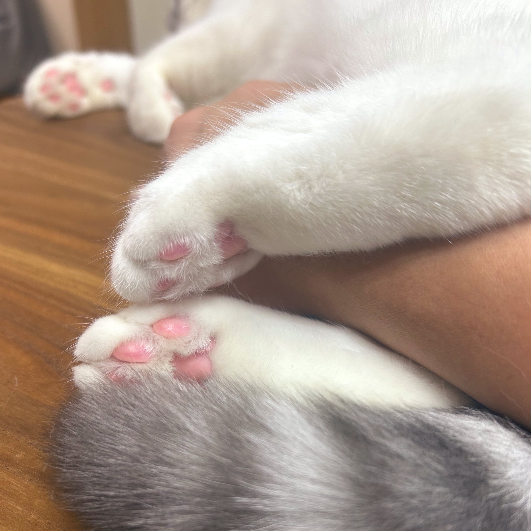 ねこ - Search / X