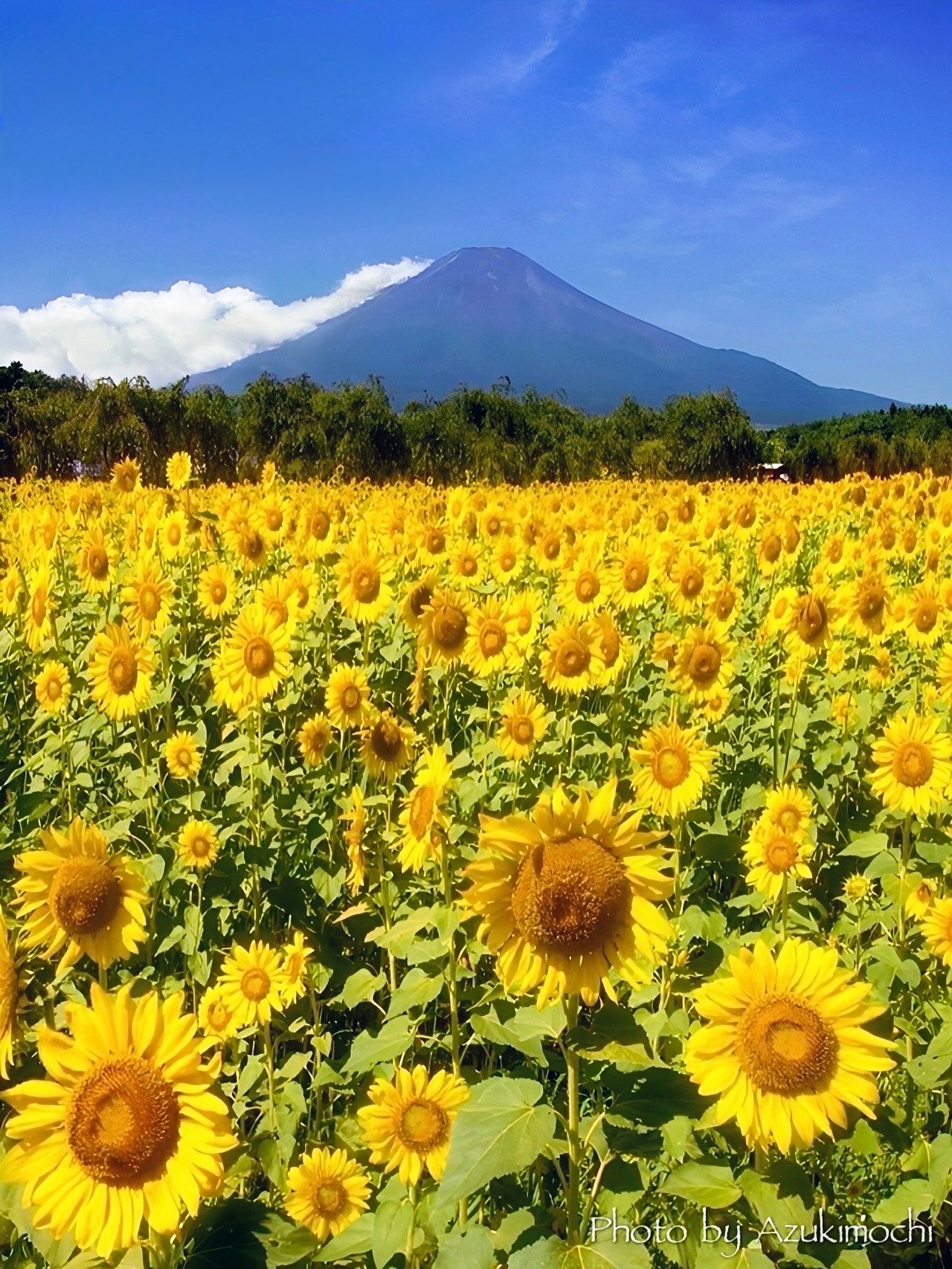 ひまわり⭐︎ 生花】ひまわり サンリッチマロン【黄/60cm/千葉県】｜Flower