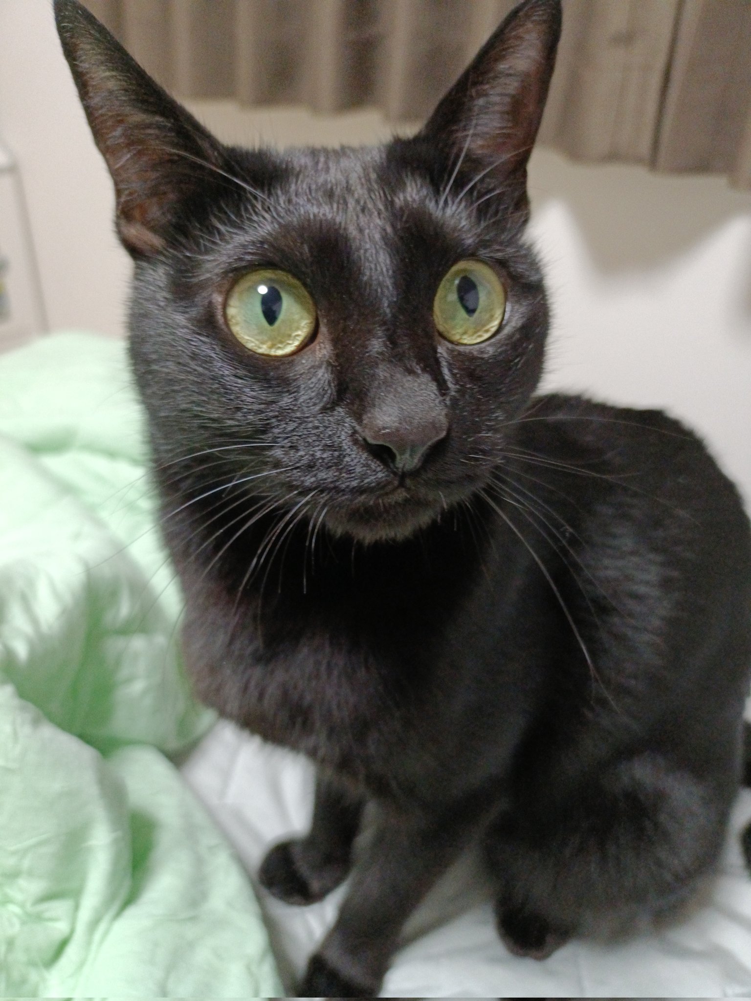 くろねこ 黒猫トニー on X: 