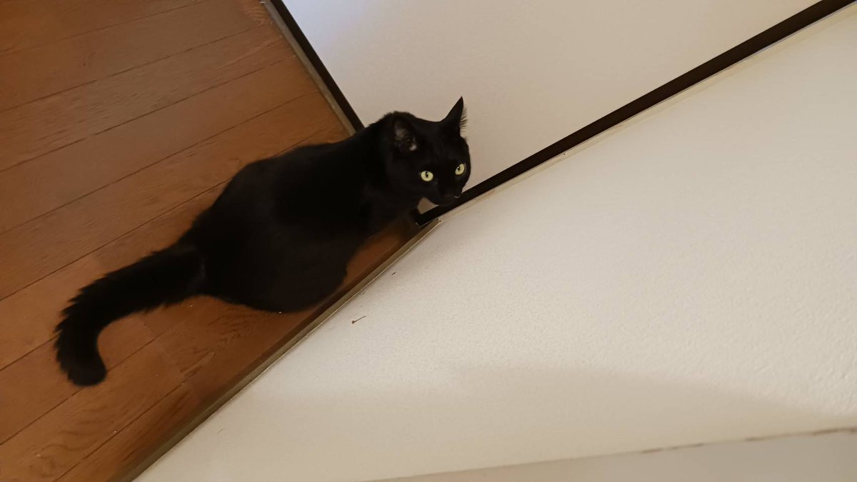 猫クロページ おいも 🍠 𖤣𖥧𖥣𖡡𖥧𖤣 ₍˄·͈༝·͈˄₎ on X: 