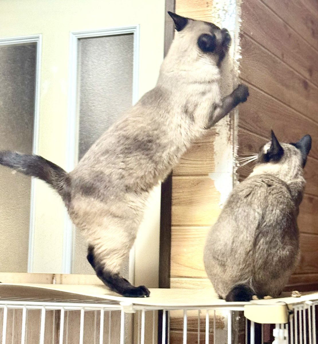 camillo7's tweet image. おはねこございます！
イタズラ二人組を発見。
そうかそこの角がボロくなるのは君達が犯人か🐾