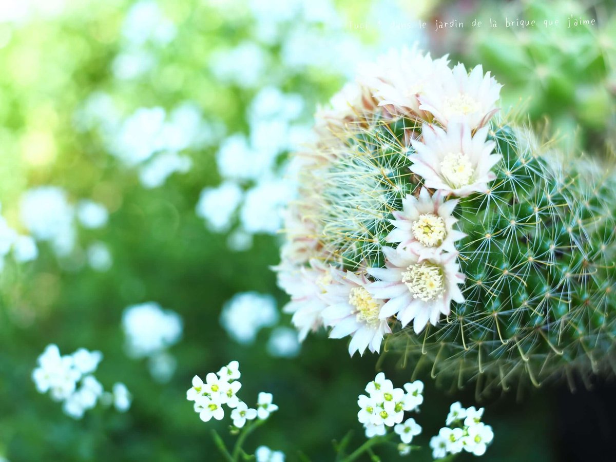bz0178bz1's tweet image. 🌼麒麟日
【✨💐366日の誕生花💐✨】
7月29日…仙人掌
花 言 葉 …温かい心
熱帯地域であっても強く成長し
燃えるように華やかな花が咲く
人と人との関わりは
温かい心あってこそ…
今日一日も穏やかに🥰
💕🎂 本日お誕生日の皆様! 🎂💕
✨🎊おめでとうございます🎊✨
💜❤️💚#二人だけの秘密