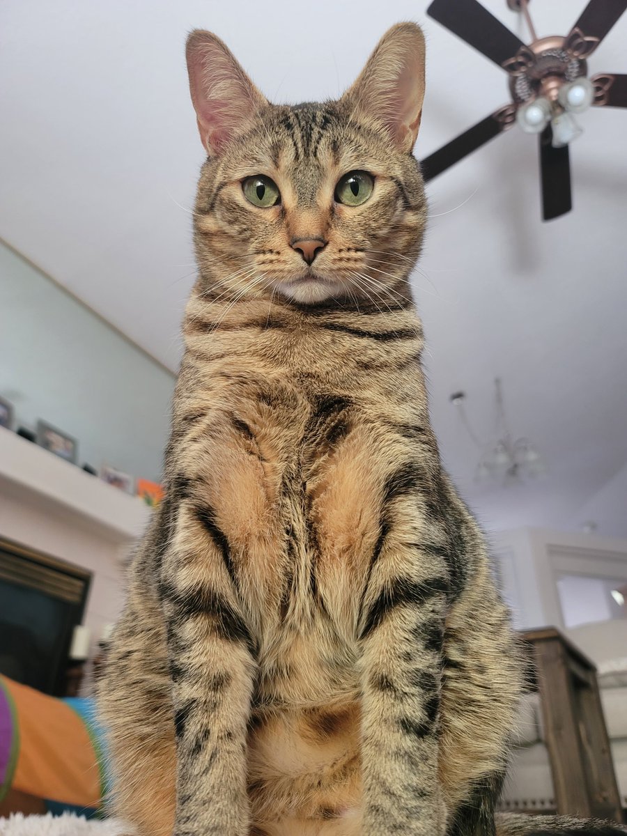 Look at this picture I got of Pip! 🙌
Dang, she's a cool cat! 😎
#Pip 
#blessed ✌️❤️🙏