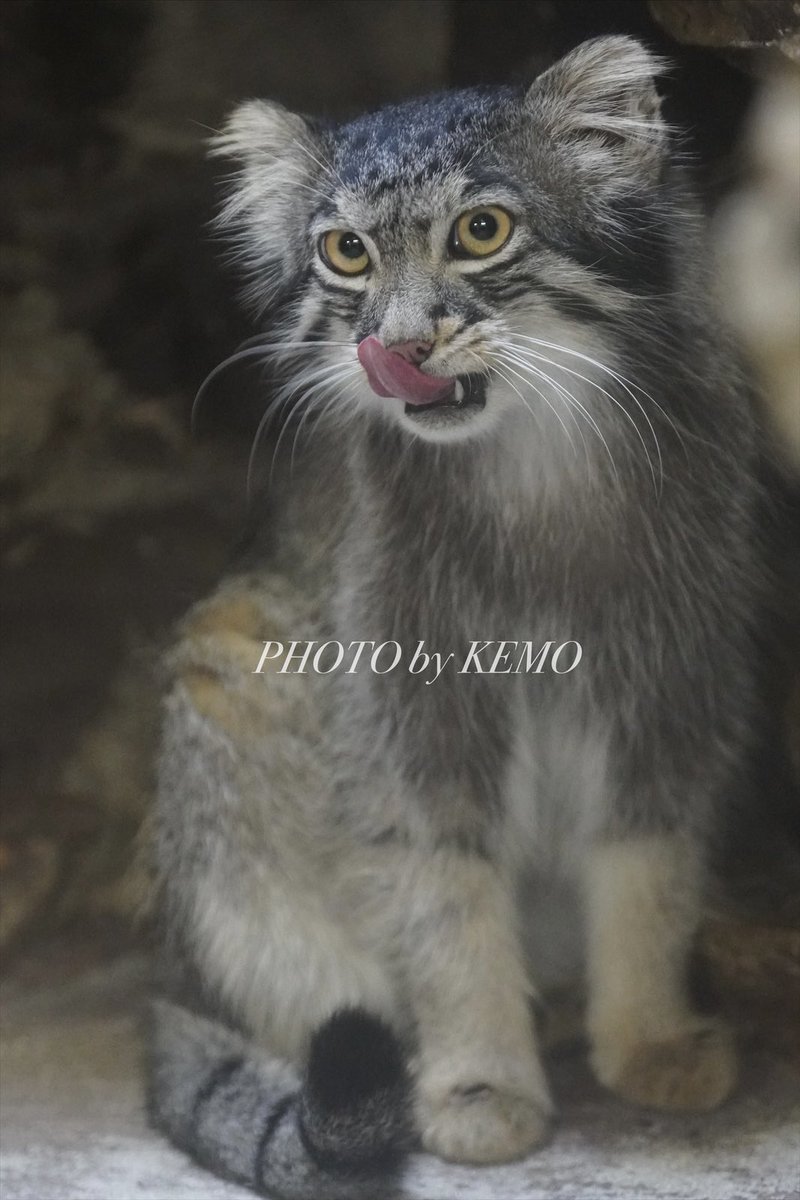 KEMOKEMO56's tweet image. おはようございマヌル💗

#マヌルネコ　#上野動物園　#フィーガ